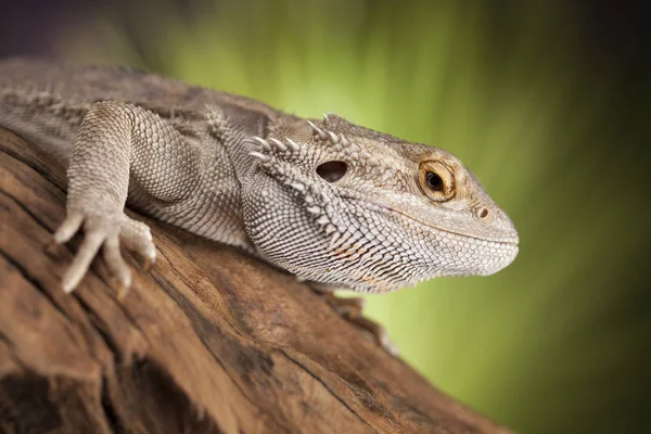 Agama bearded lizard — Stock Photo, Image