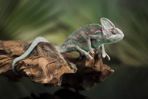 Chameleon ještěrka je umístěn v kořenový adresář — Stock fotografie