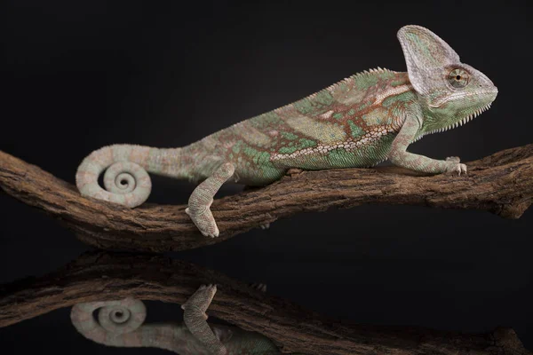 Yeşil bukalemun kertenkele 