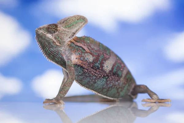 Chameleon zelená ještěrka — Stock fotografie