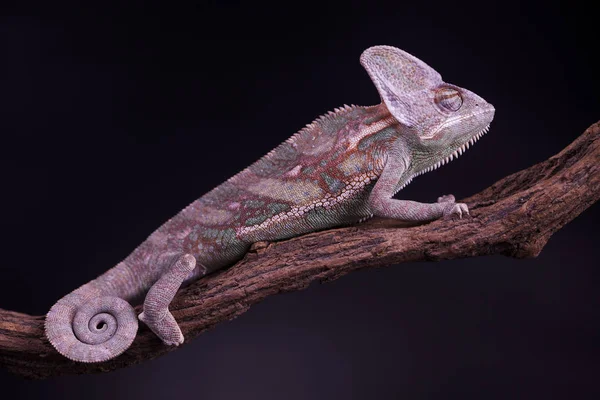 Ještěrka zelená chameleon — Stock fotografie