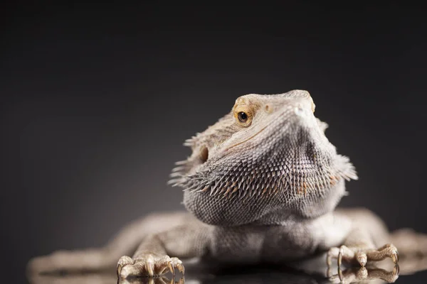 Lizard Bearded Dragon, Agama — Stock Photo, Image