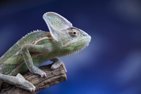 Green chameleon lizard