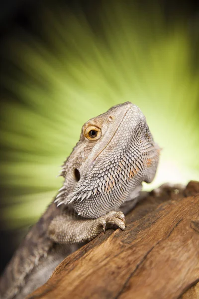 アガマドラゴントカゲ — ストック写真