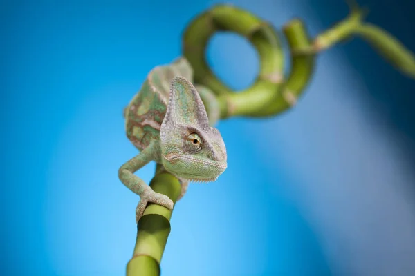 Ještěrka zelená chameleon — Stock fotografie