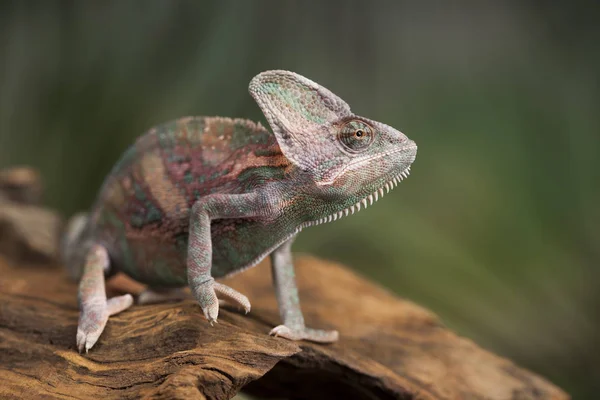 Chameleon zelená ještěrka — Stock fotografie