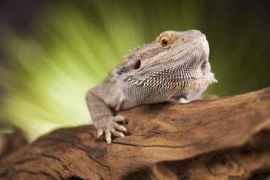 Sakallı agama kertenkele 