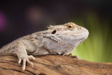 Kertenkele Dragon, Agama sakallı