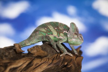 Agama Ejderha Kertenkele