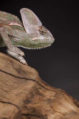 Kök yeşil bukalemun