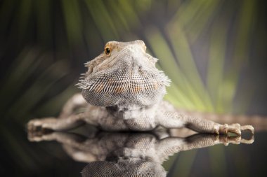 Sakallı agama kertenkele 