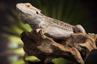 Kök Dragon sakallı 