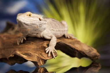Kök Dragon sakallı 