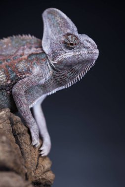 Kök yeşil bukalemun