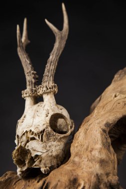 Geyik kafatası yıpranmış