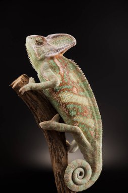 Yeşil bukalemun kertenkele