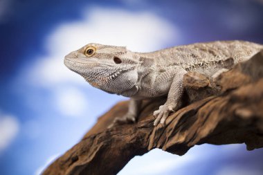 Sakallı agama kertenkele 