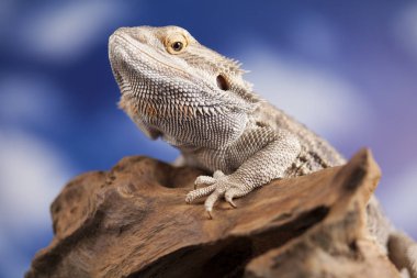 Sakallı agama kertenkele 