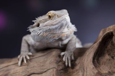 Sakallı agama kertenkele 