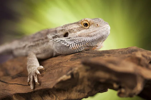 Lagarto de dragón Agama — Foto de Stock