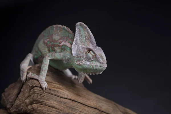 Zelený chameleon na kořen — Stock fotografie