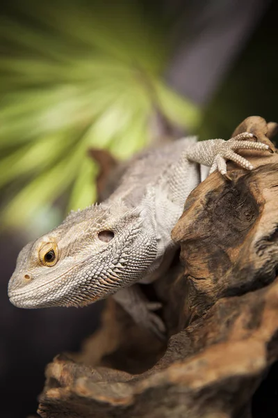Agama Dragon Lizard — Stock Photo, Image