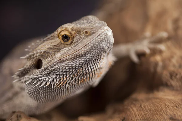 Agama Brodaty jaszczurka — Zdjęcie stockowe