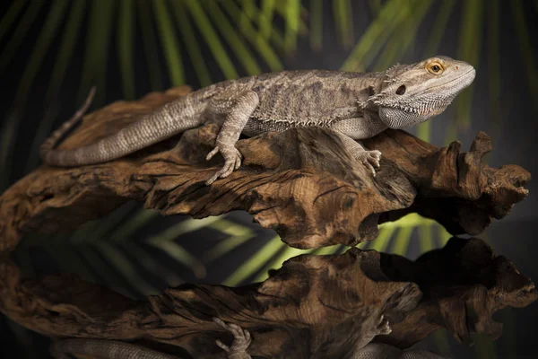 Lagarto animal, Dragão barbudo — Fotografia de Stock