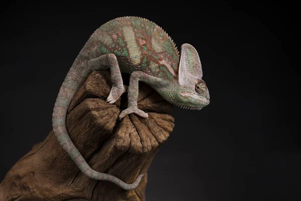 Zelený chameleon na kořen — Stock fotografie