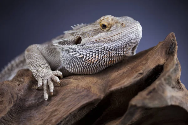 Ящірка бородатий дракон, Agama — стокове фото