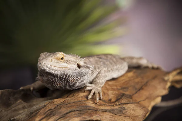 Eidechse, Bartagame — Stockfoto