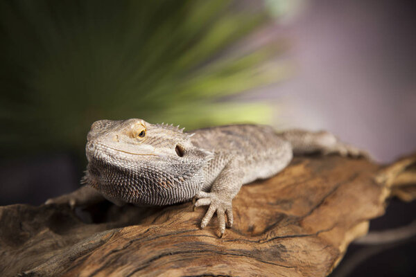 Животный Ящер, Бородатый Дракон
