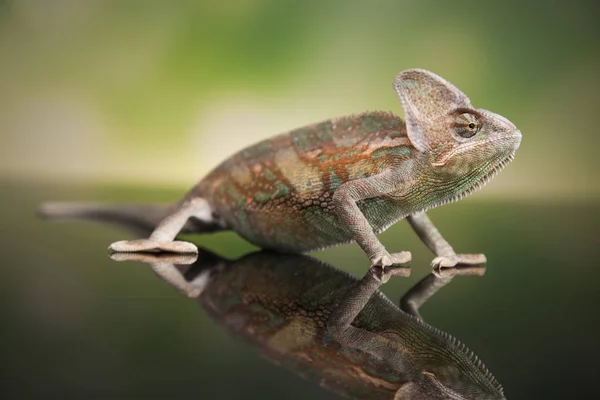 Lagarto camaleão verde — Fotografia de Stock