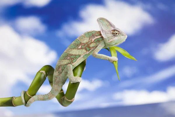 Green chameleon lizard — Stock Photo, Image