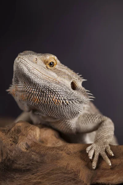 Корнебородый дракон — стоковое фото