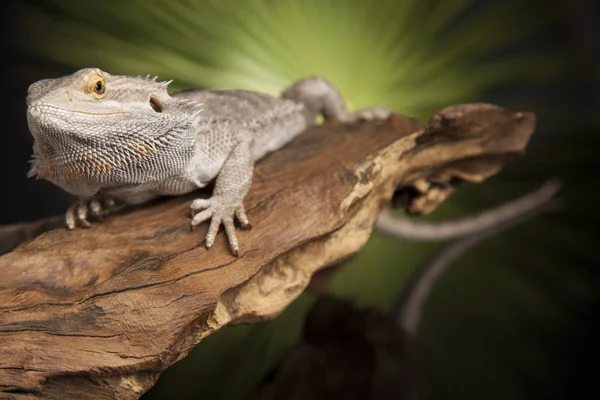 Wurzelbartdrache — Stockfoto