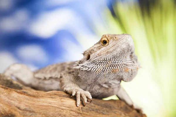 Agama-Drachenechse — Stockfoto