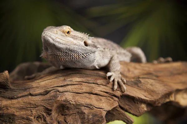Hayvan kertenkele, sakallı Ejder