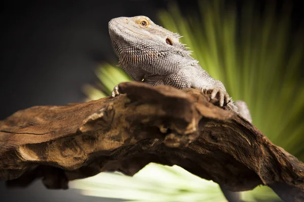 Bearded Dragon on root — Stock Photo, Image