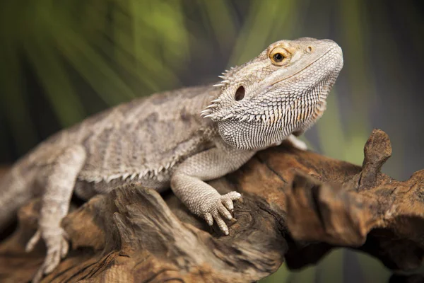 Eidechse, Bartagame — Stockfoto