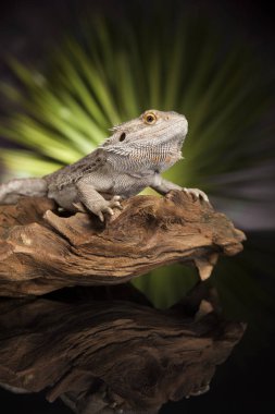 Sakallı agama kertenkele 