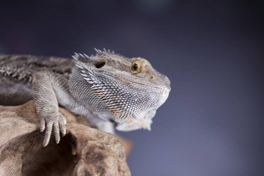 Kertenkele Dragon, Agama sakallı