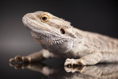 Kertenkele Dragon, Agama sakallı