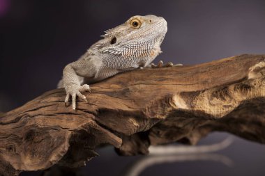 Root Bearded Dragon  clipart
