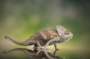 Bukalemun yeşil kertenkele