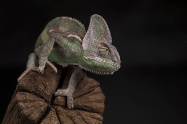 Kök yeşil bukalemun