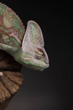 Kök yeşil bukalemun