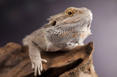 Kertenkele Dragon, Agama sakallı