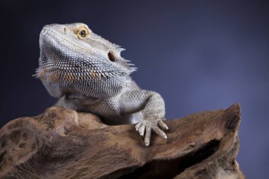 Sakallı agama kertenkele 