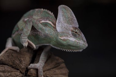 Kök yeşil bukalemun